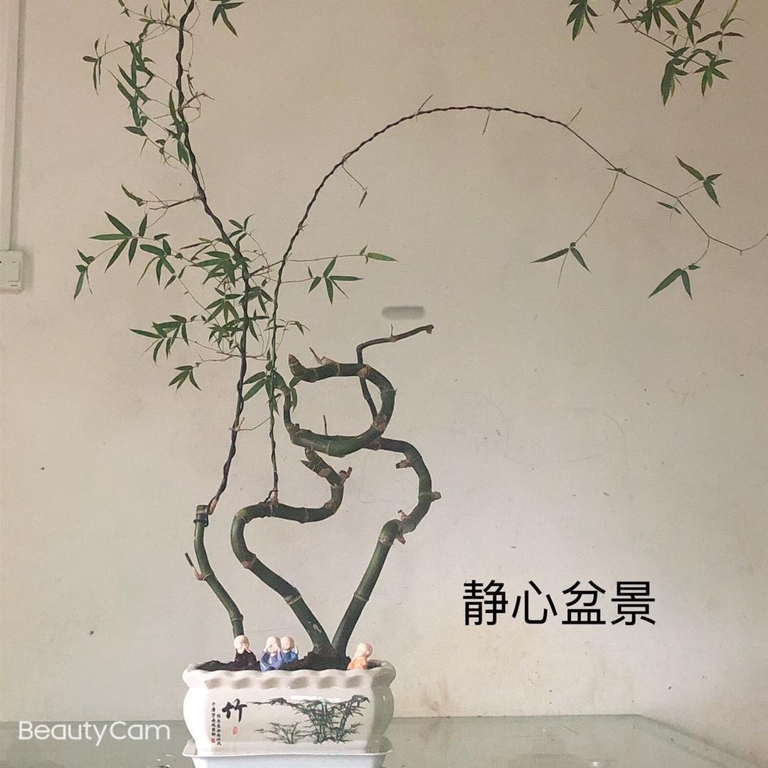 静心盆景（簕竹、龙船花）