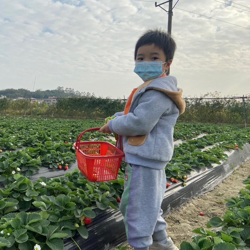 常绿藤