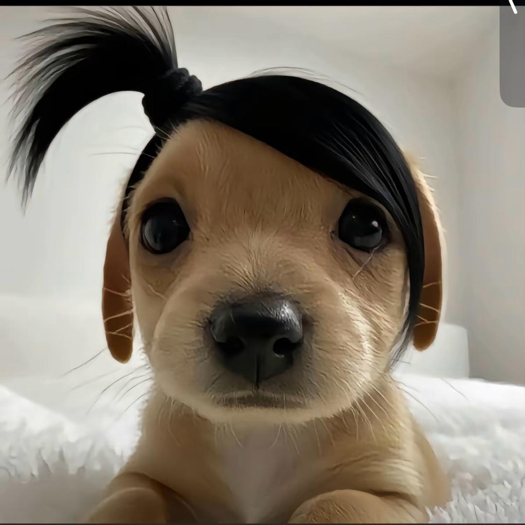 淸