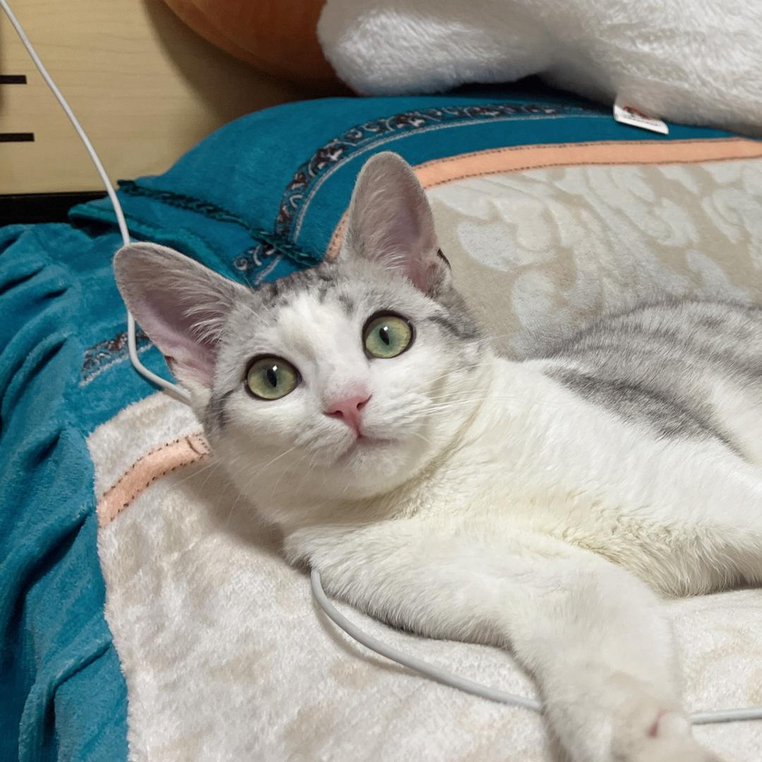 一只叫皮蛋的猫