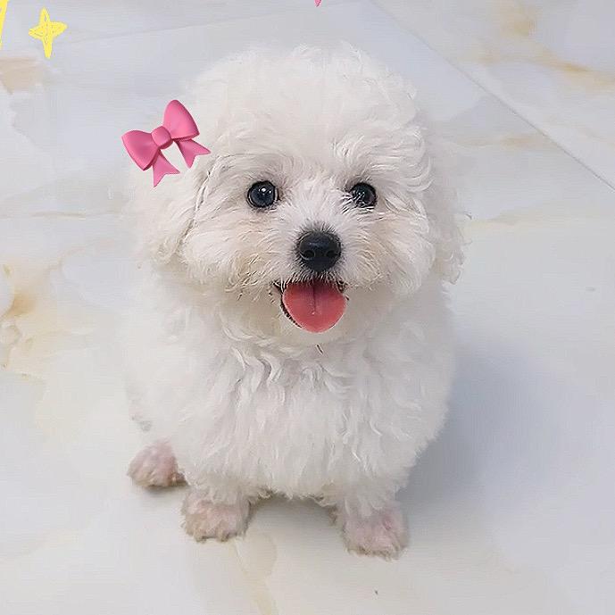 八月是只小比熊
