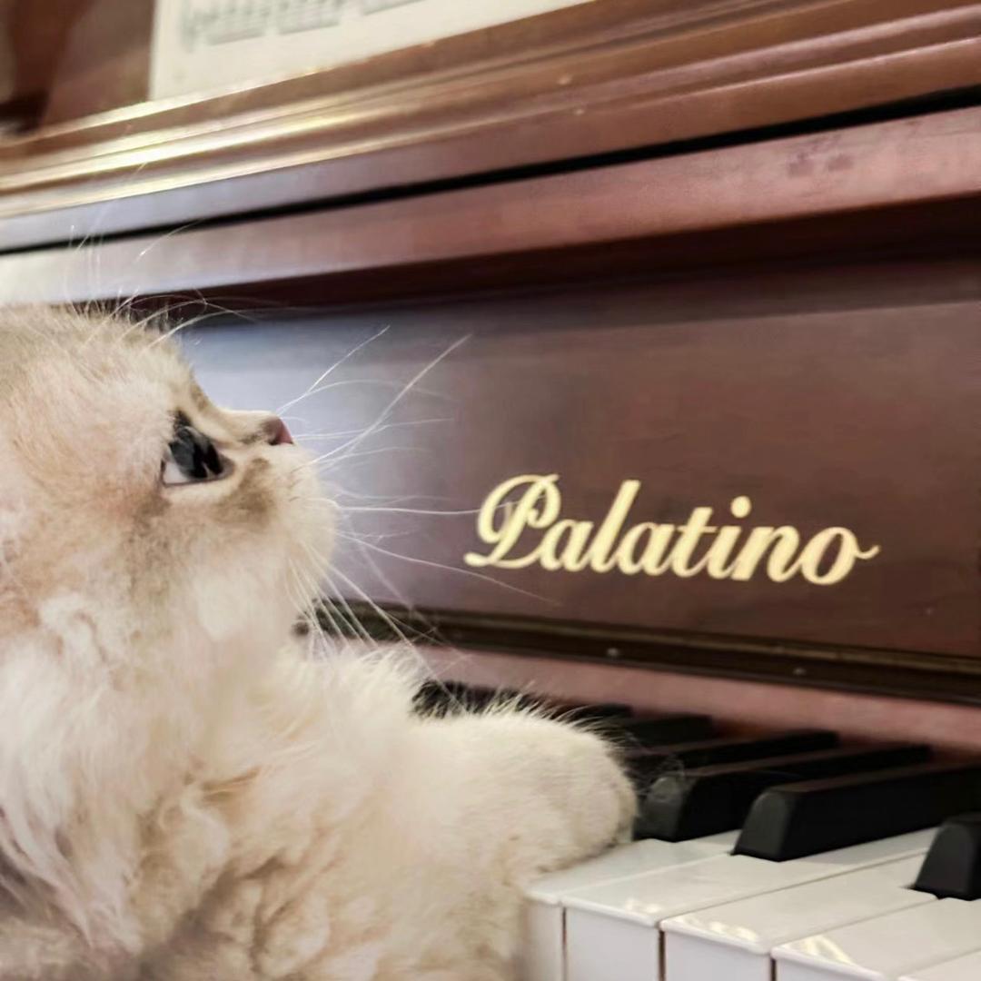 One Two🎹 （布想吃胖）