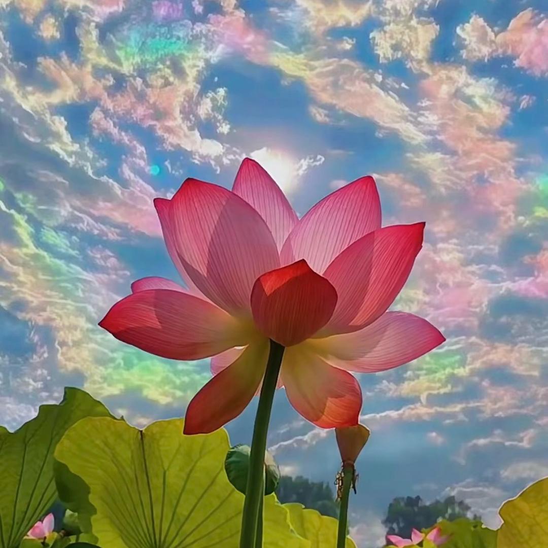 菲老师