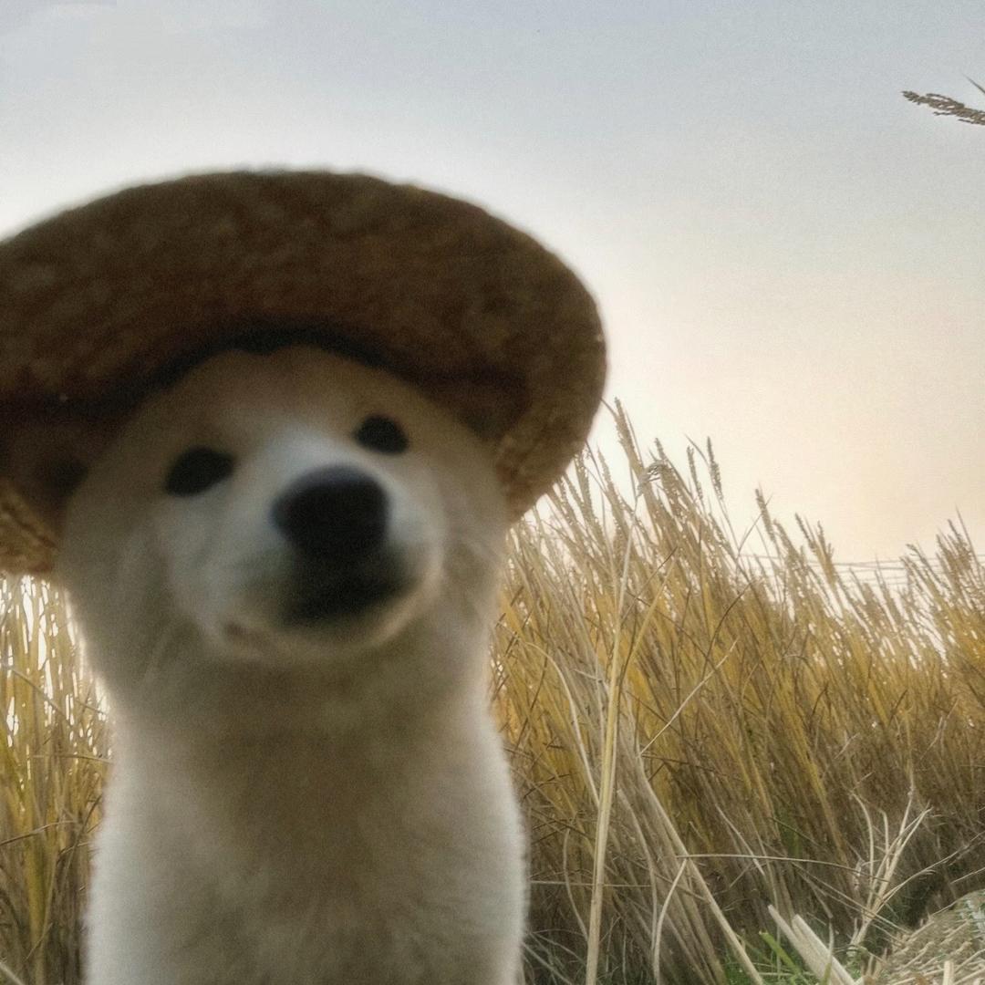邪恶小老虎