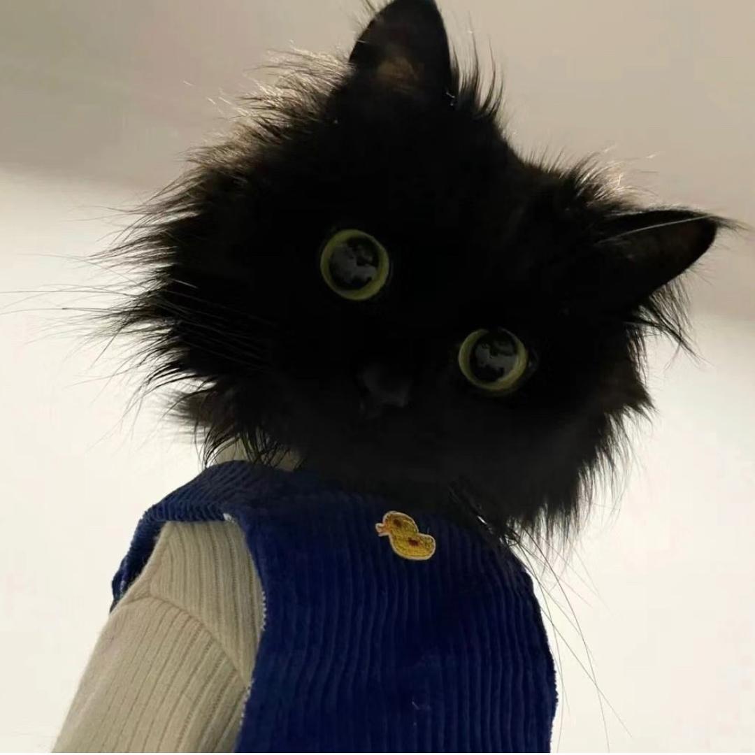 夜猫