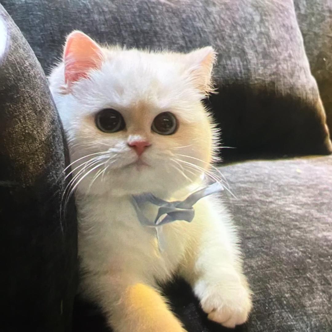 疯狂猫咪童装零售店