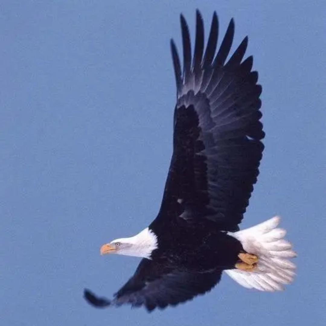 刘二小上树神器猫爪