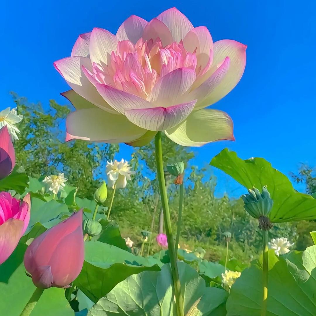 香满园花卉