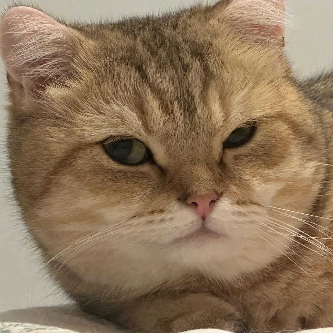 烬昭昭