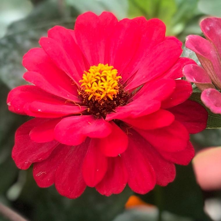 花🥀开富贵