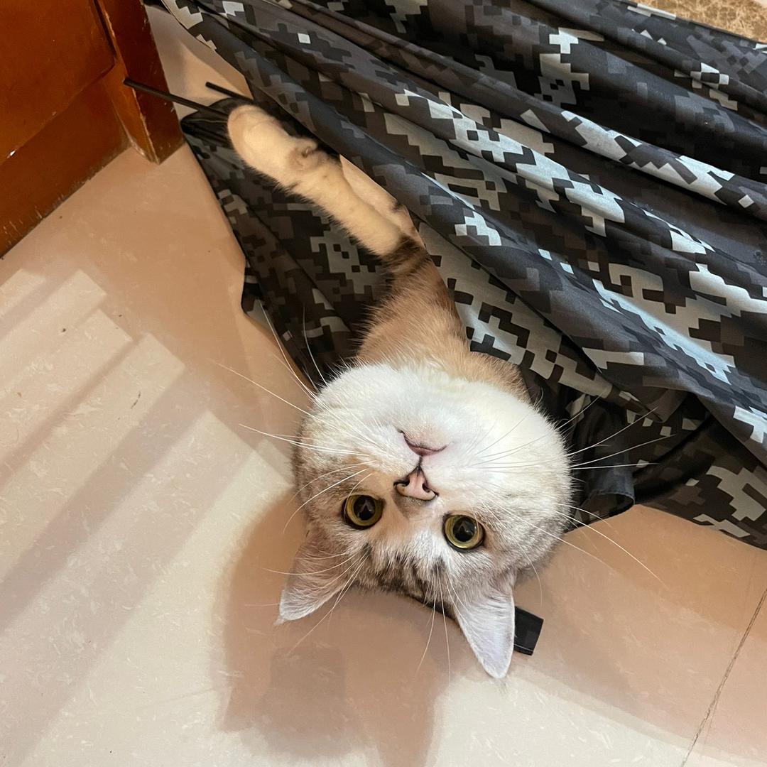 不可化等号之人