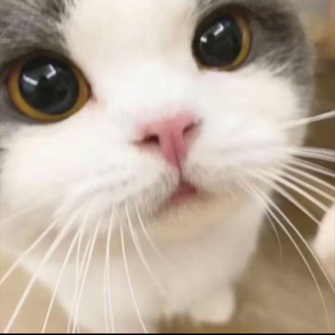 东东