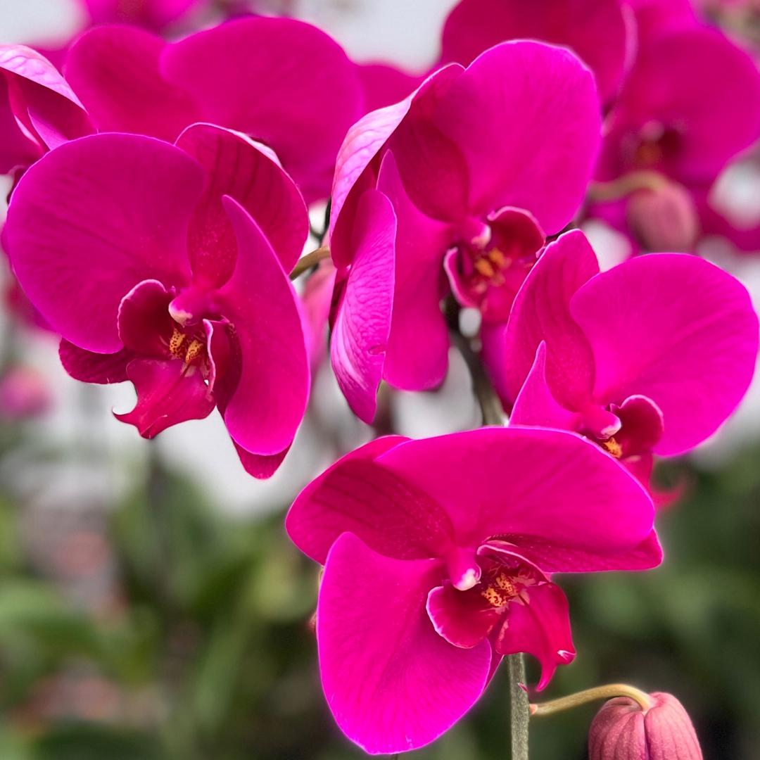 信鑫蝴蝶兰基地