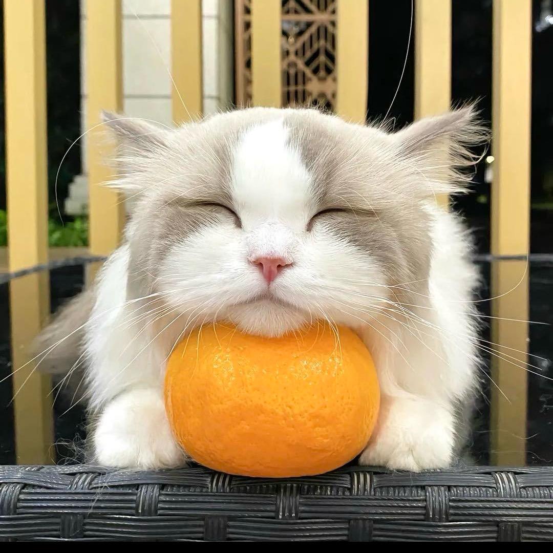 酷