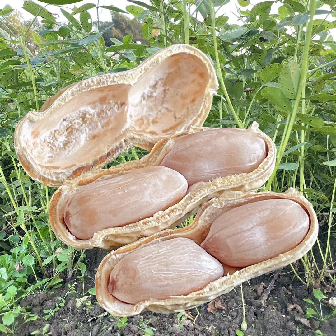 忠信农家花生
