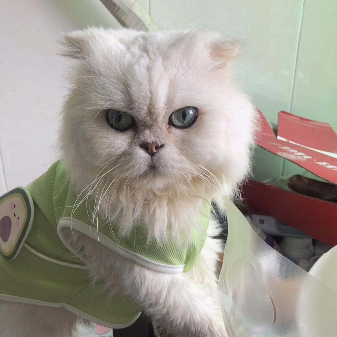 咚哥🐱好物分享