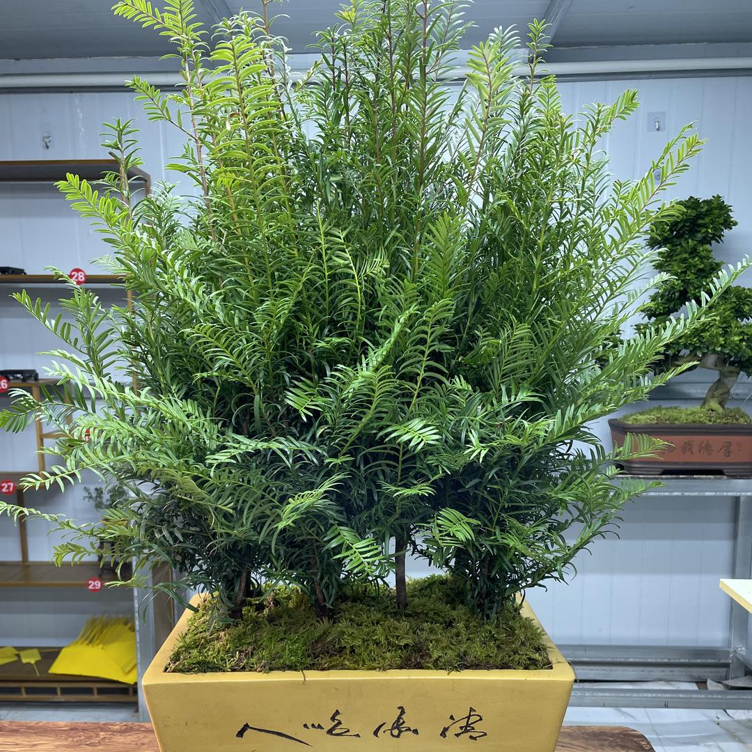 沐晨盆景园艺
