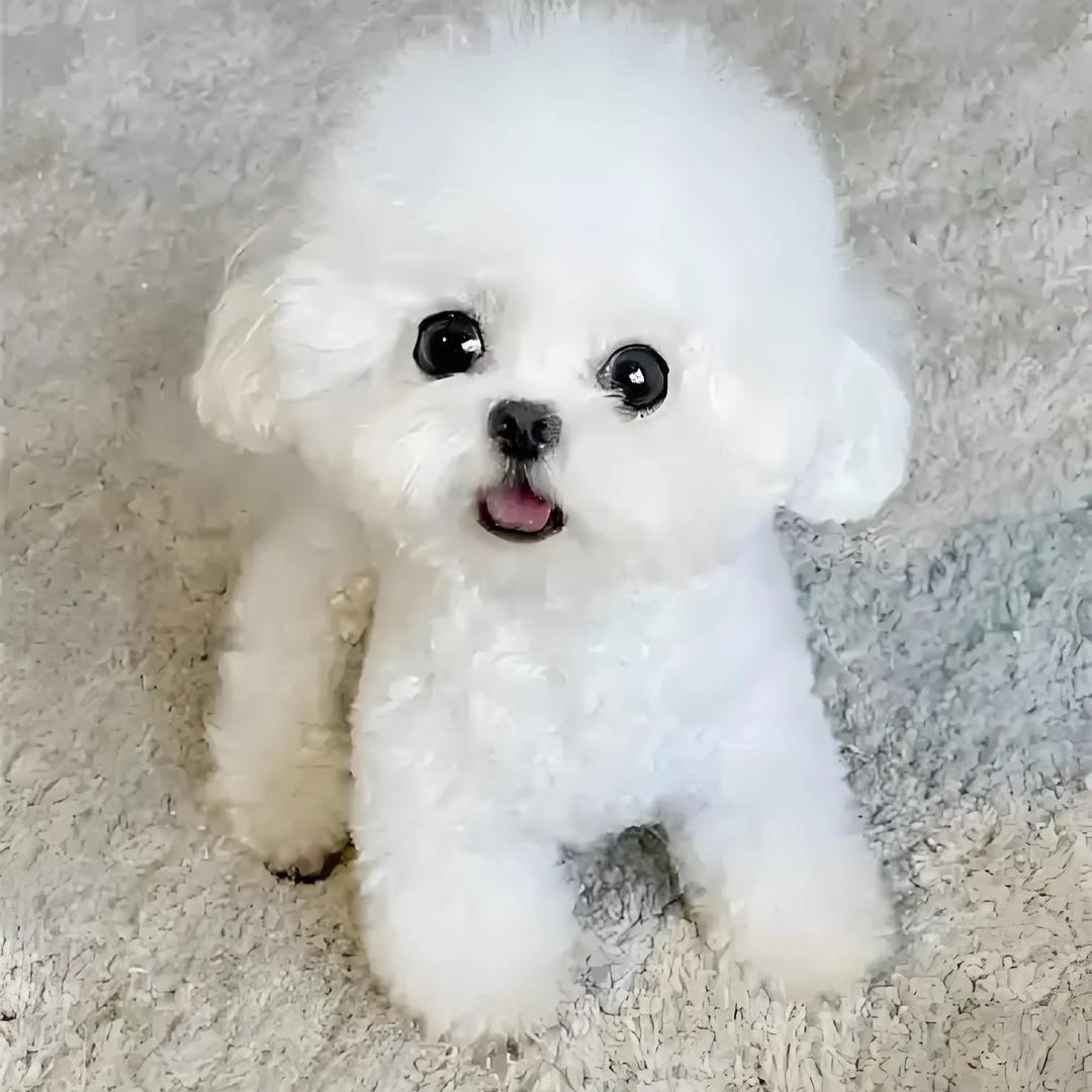 阿宝比熊犬甄选（自家繁育）