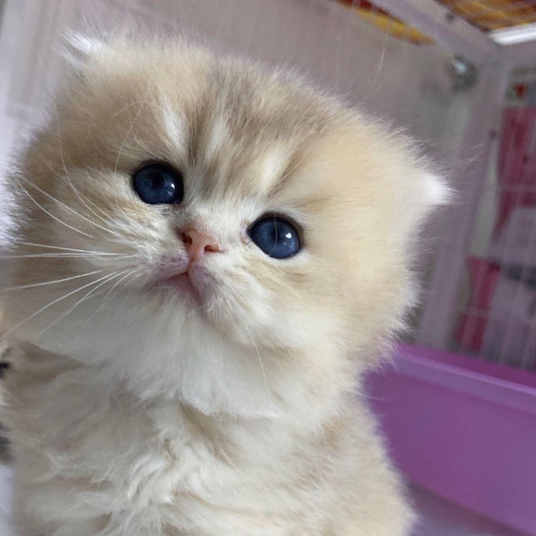 阿杜的猫