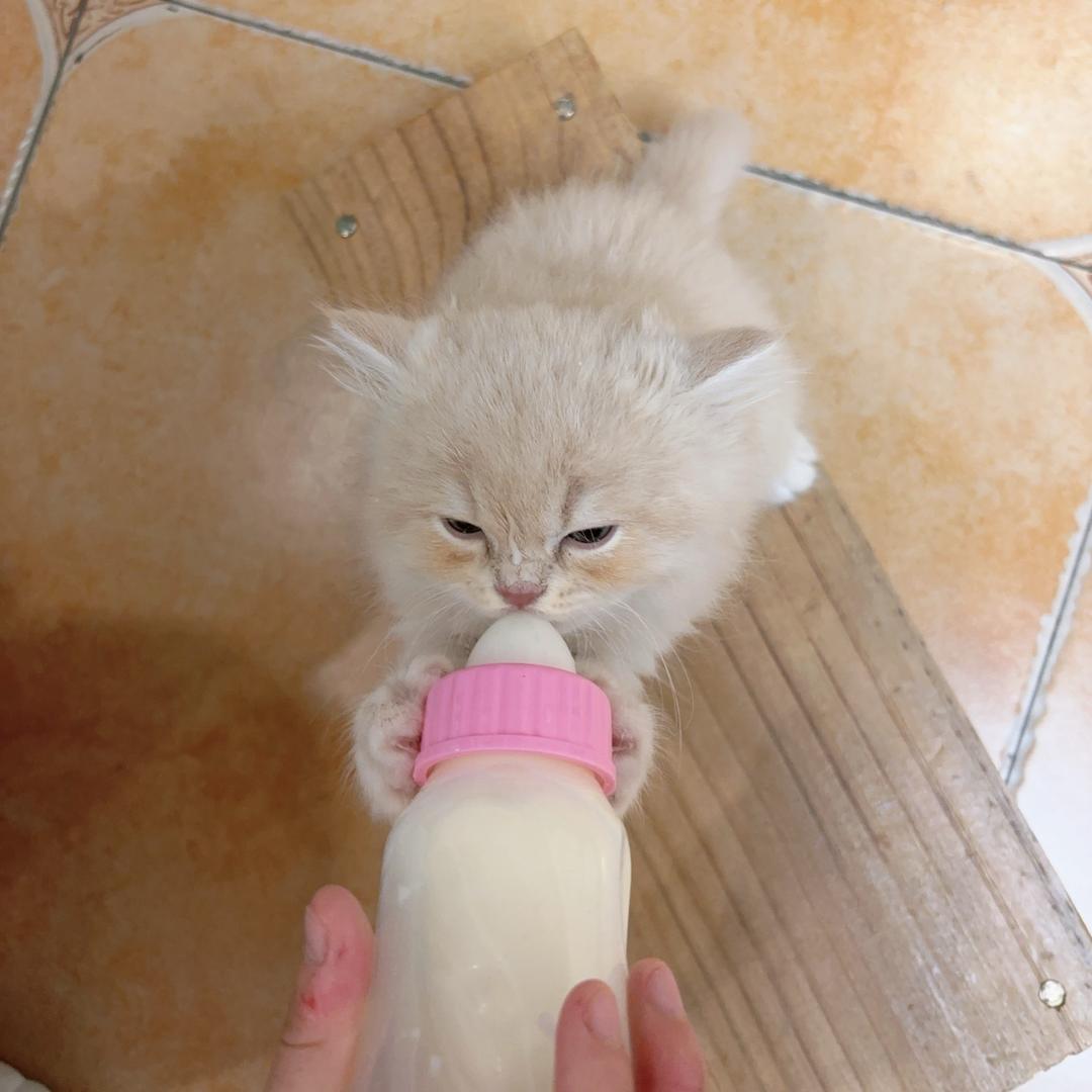 多多的喵