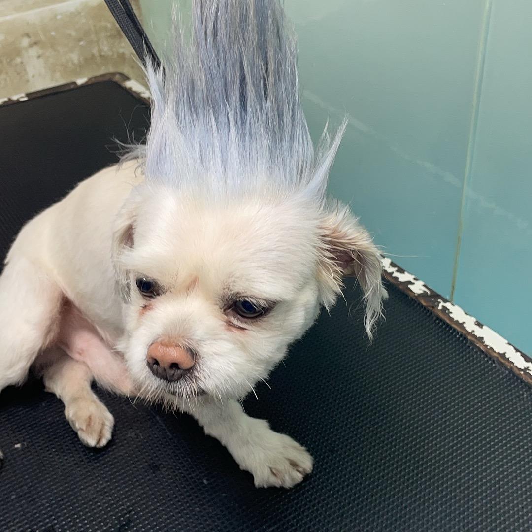 小黄不黄