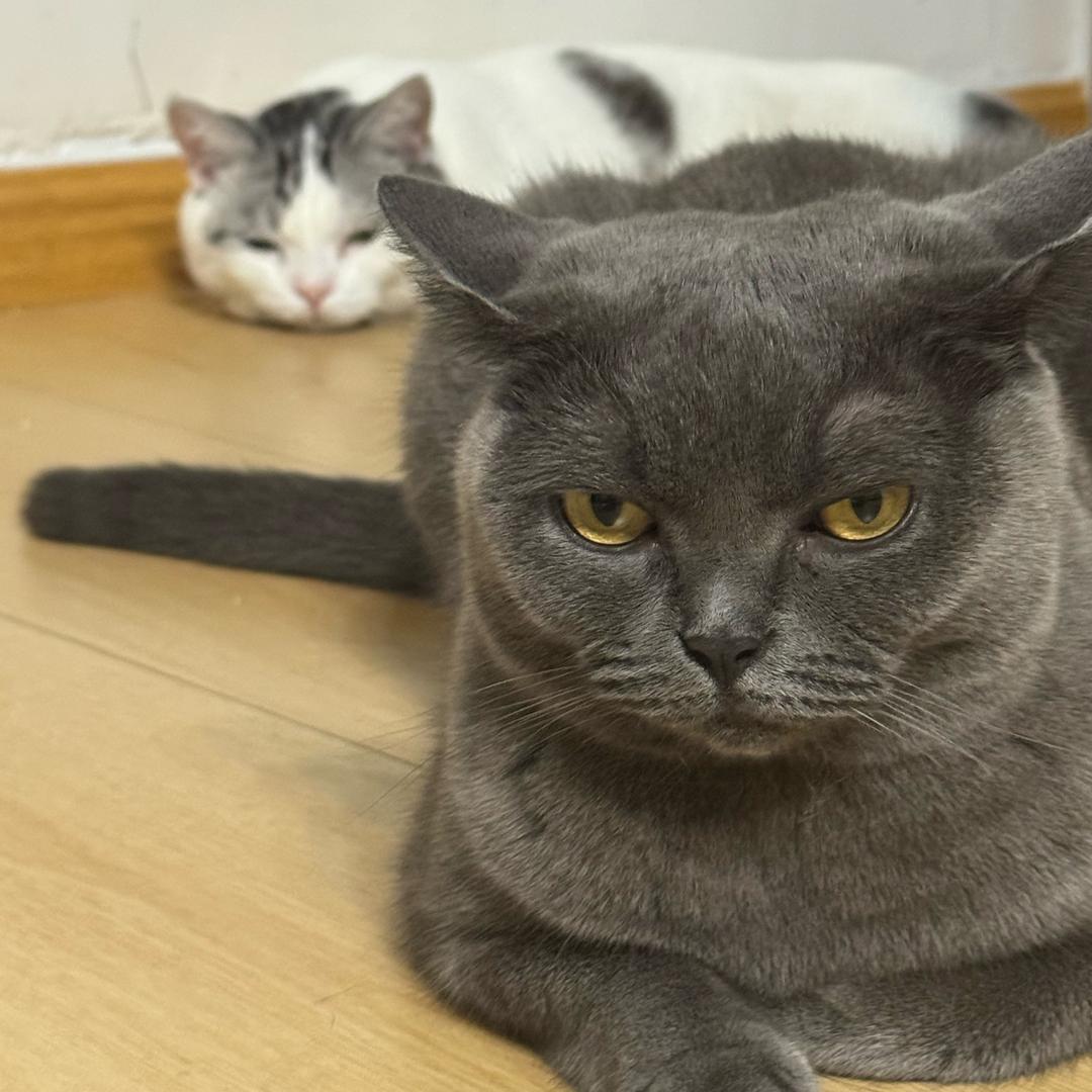 菜猫裹裹