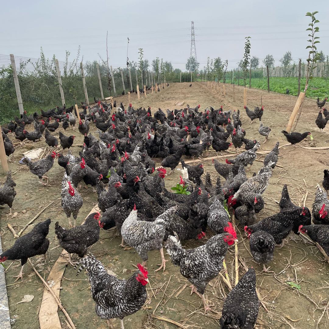 阿龙🐔生态农场园