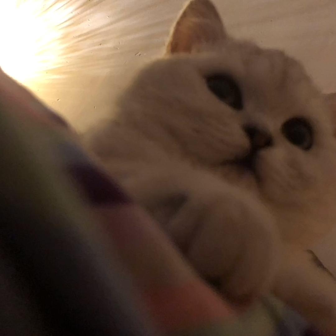 왕 만