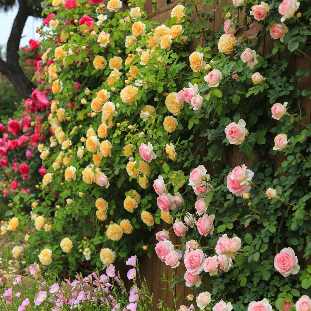 欣欣花苑
