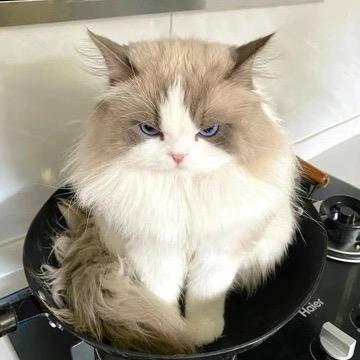 萌宠宝贝