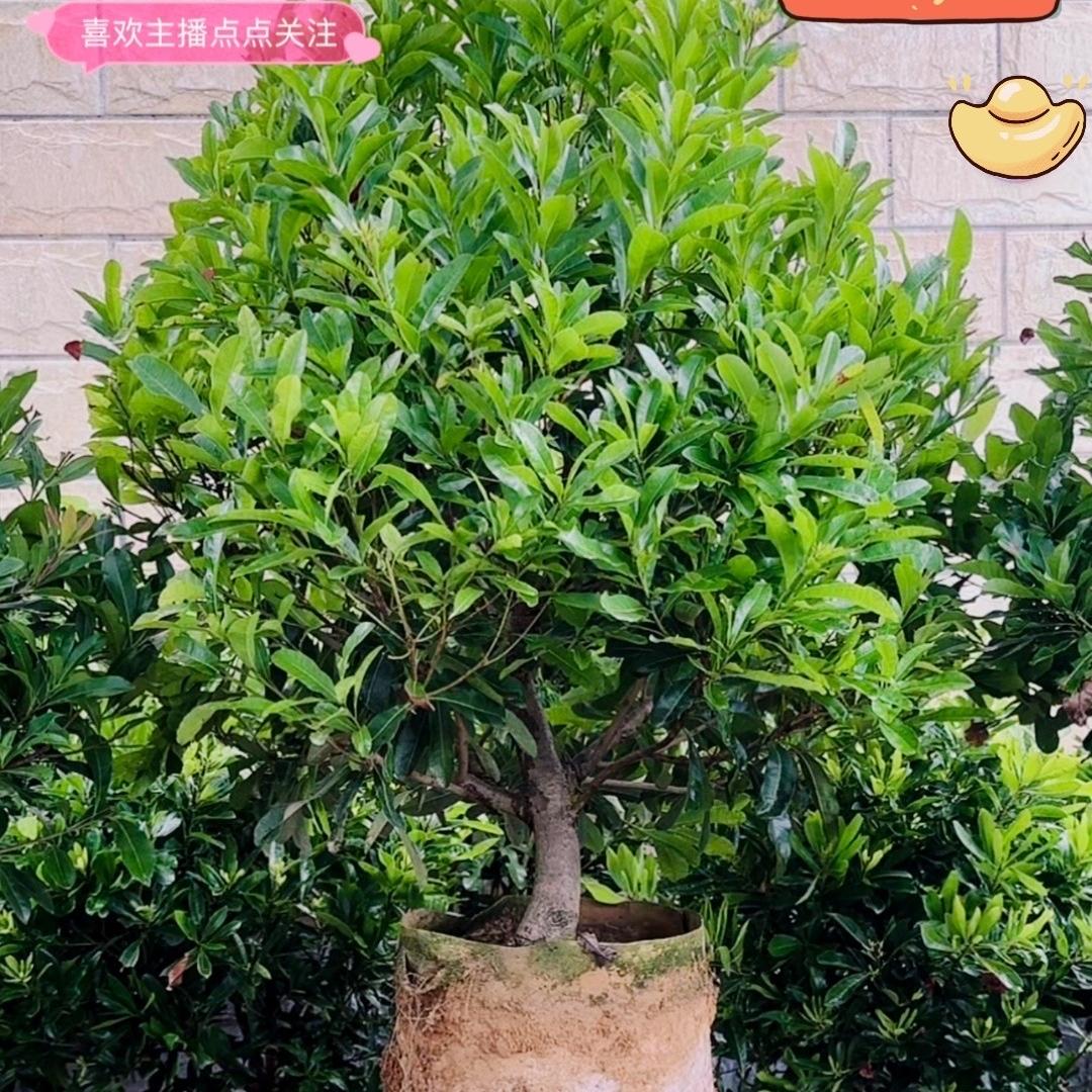 约素汇林果树苗木专卖店