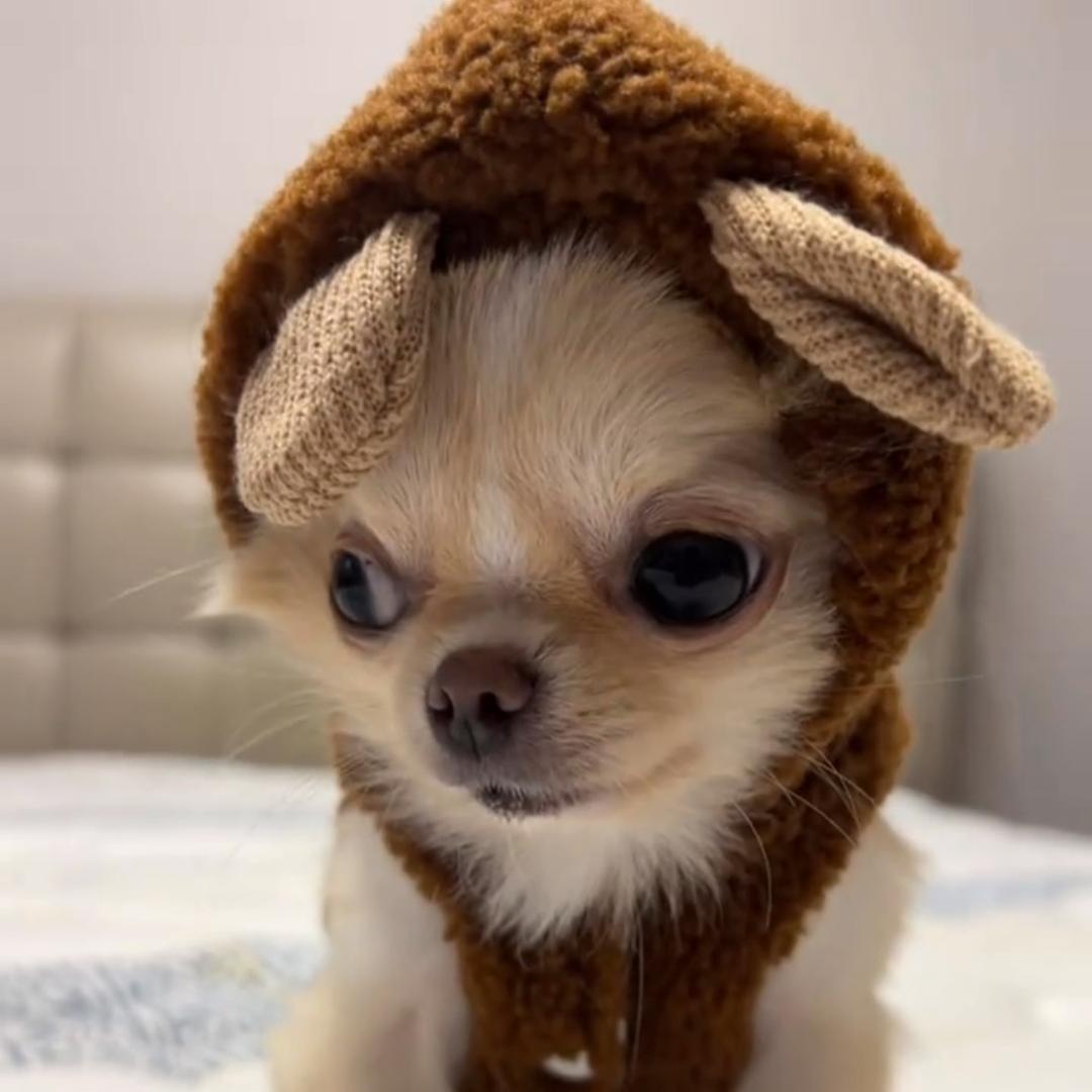 👿邪恶摇粒绒👻