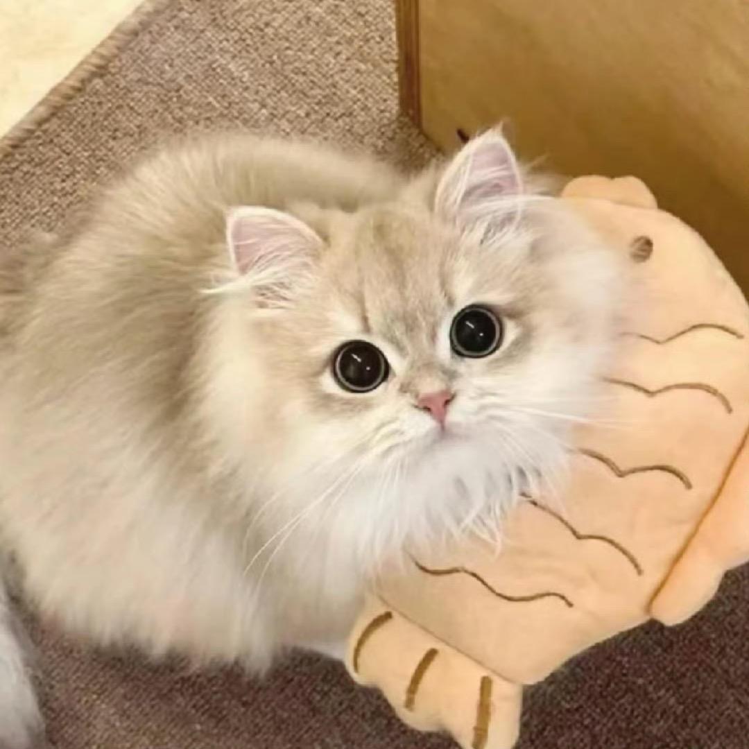 魅力四射的林品如