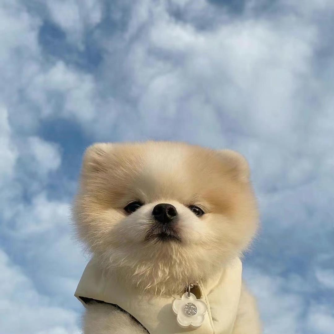 🌈叮当小骑士