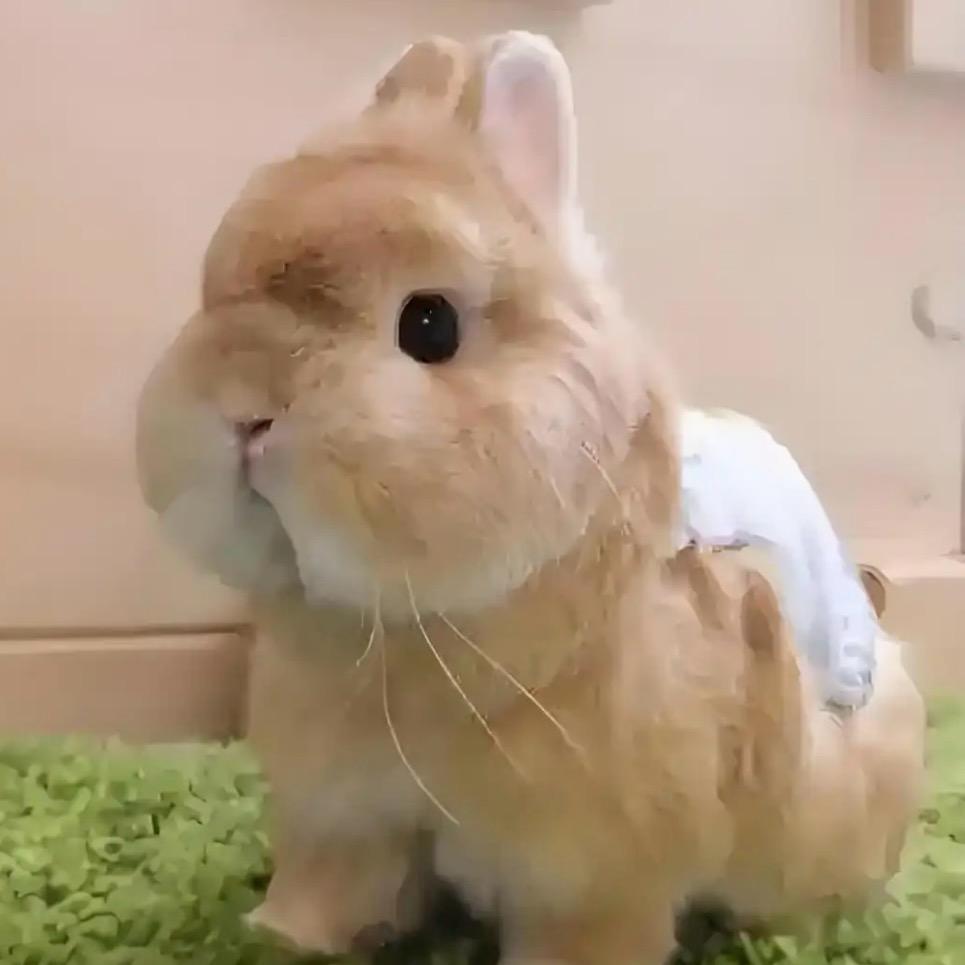 萌萌宠物兔