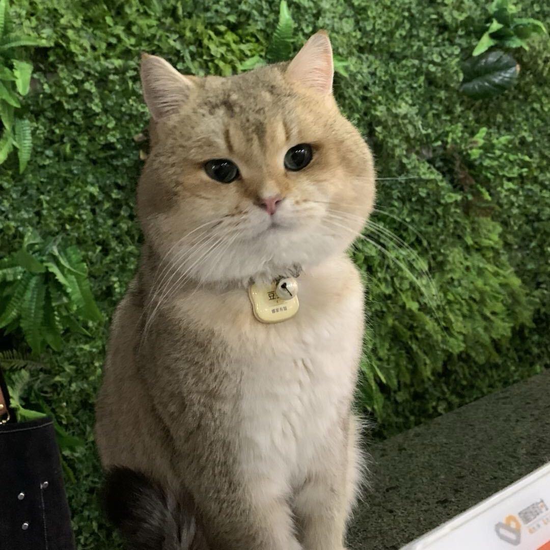 娜家宠物一壮