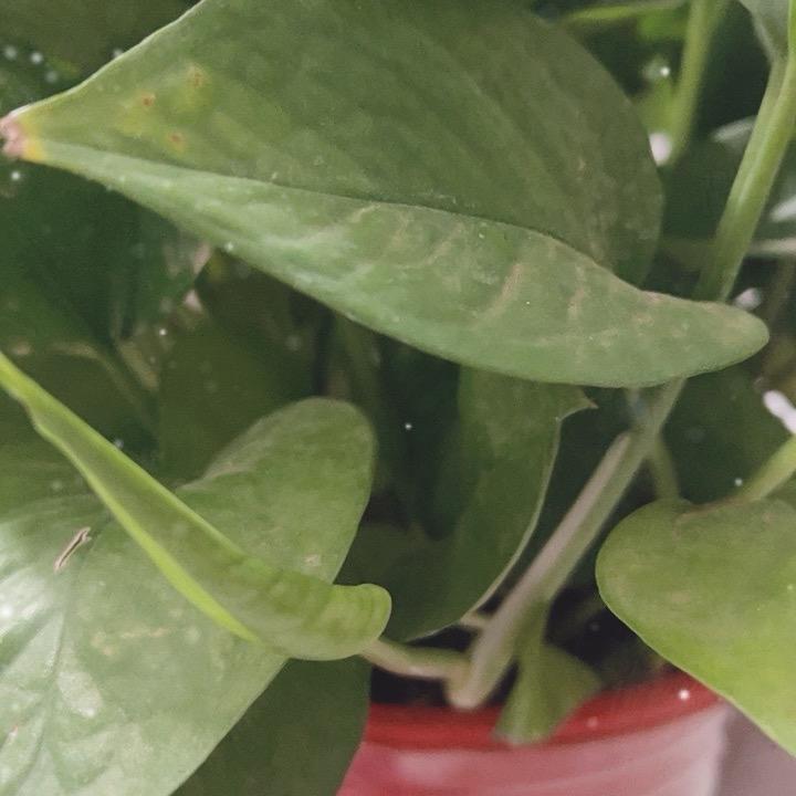 小高（在路路上1）