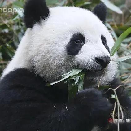 动物宝贝