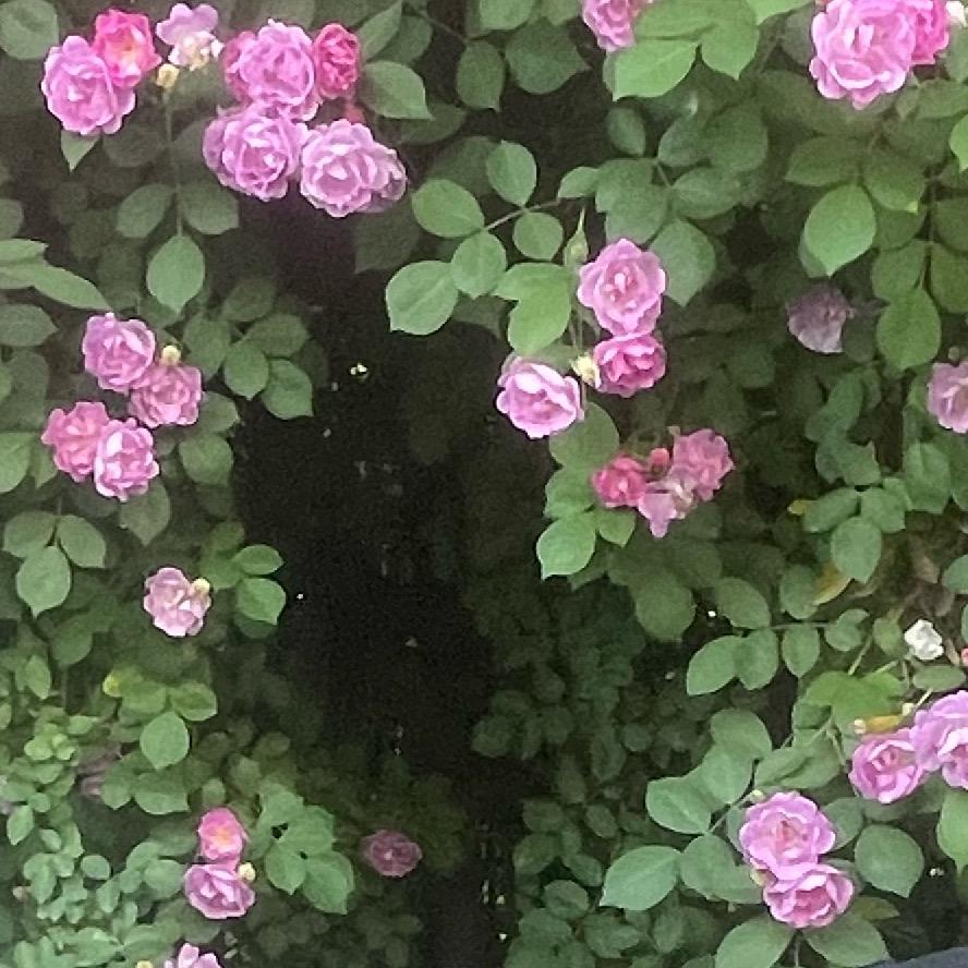 奎子 （有关必回学习中）