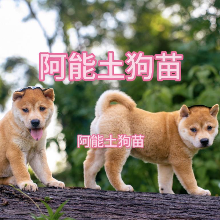 广西土狗苗批发