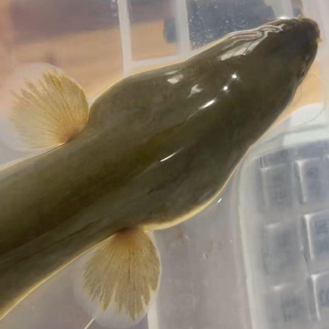 老默支流钩钓鳗