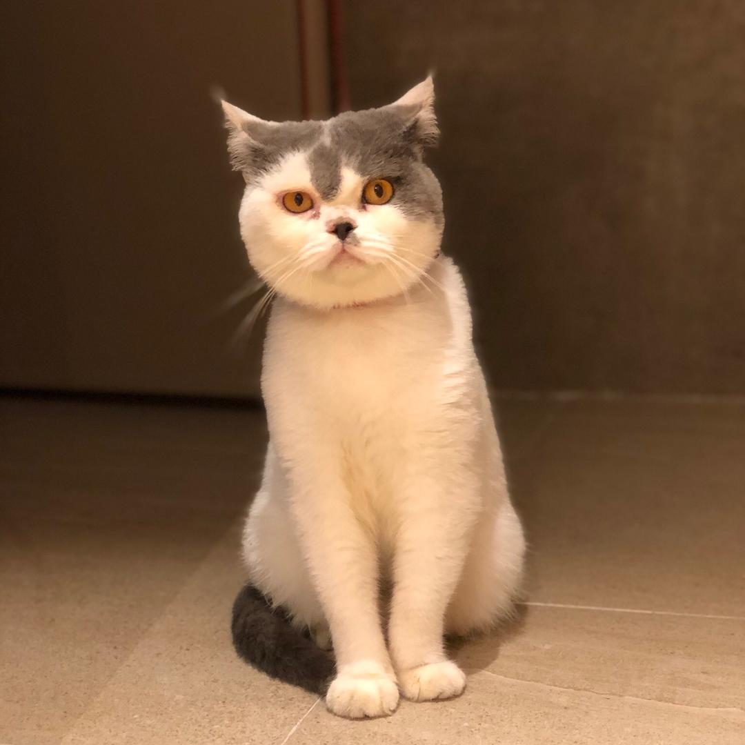 牙哈哈