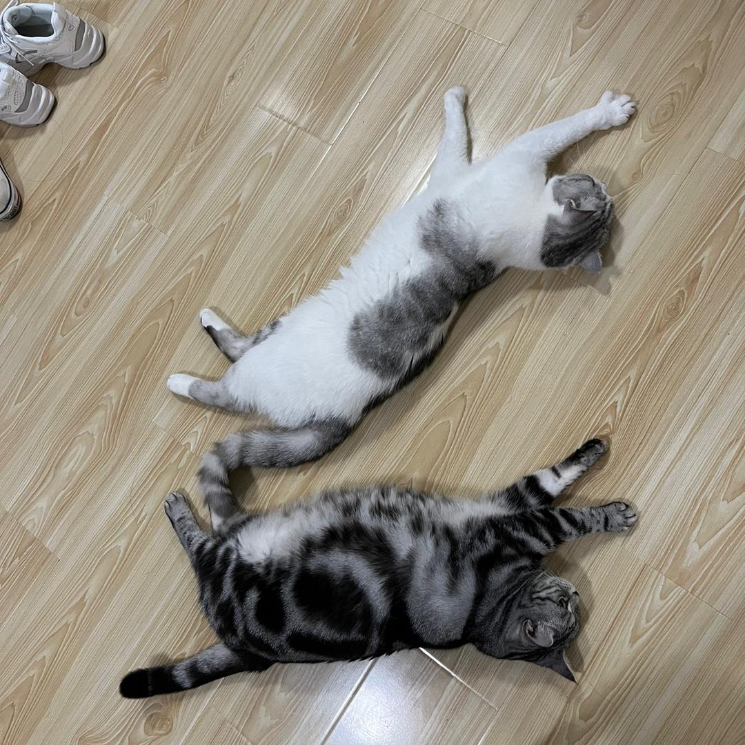 屁桃和它的胖媳妇