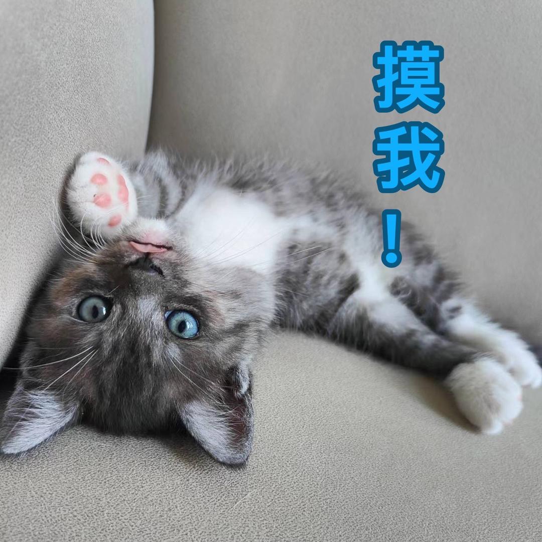 阿里国际站鼠鼠队长