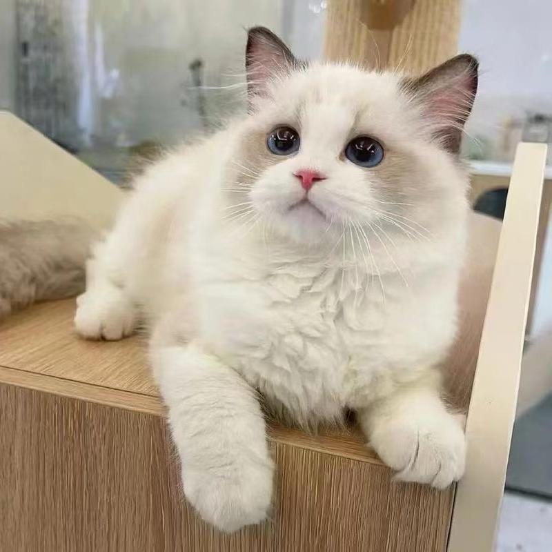 太阳潮玩手工猫猫捏捏