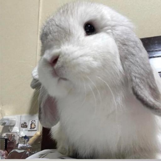 经常被自己萌醒