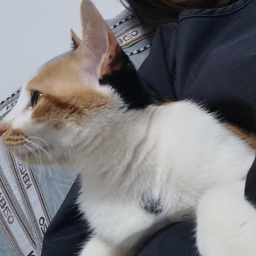 🐱猫
