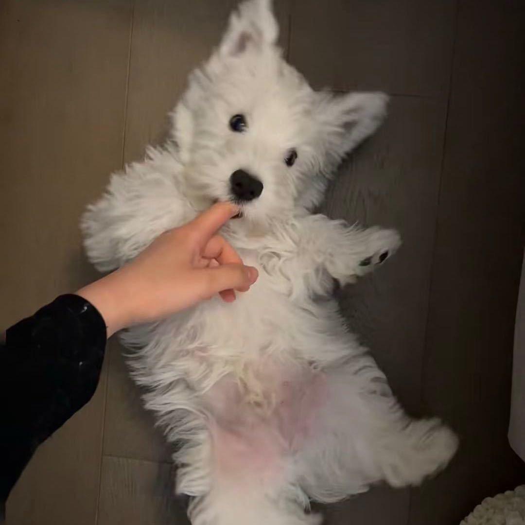 你的烧卖