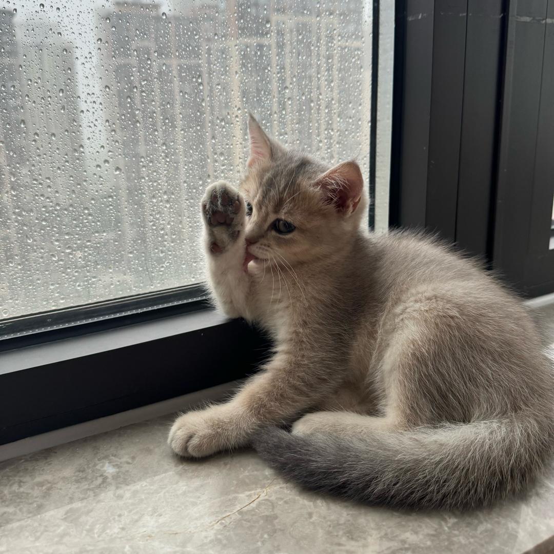 我有玉玉症（真IKUN）