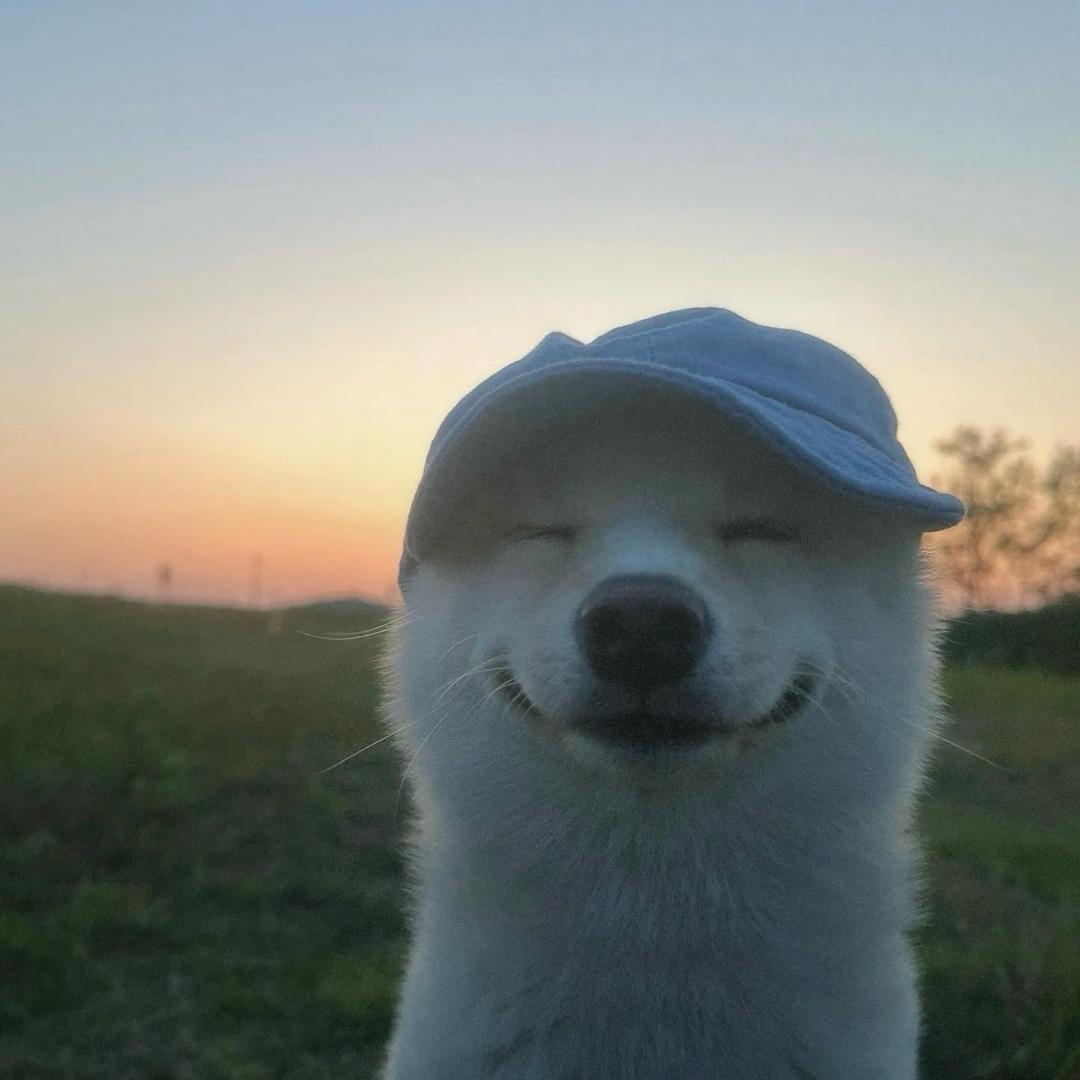 生产队的驴